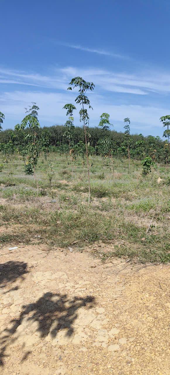 Đất nền 300m² tại Xã Đồng Tâm, Huyện Đồng Phú - Giá chỉ 8 tỷ