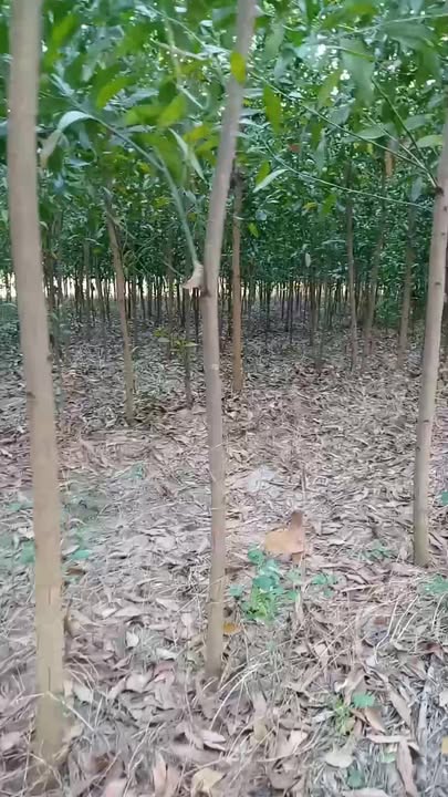 Đất nền 1ha9 tại Gia Huynh, Tánh Linh - Giá chỉ 900 triệu, sổ đỏ chính chủ!