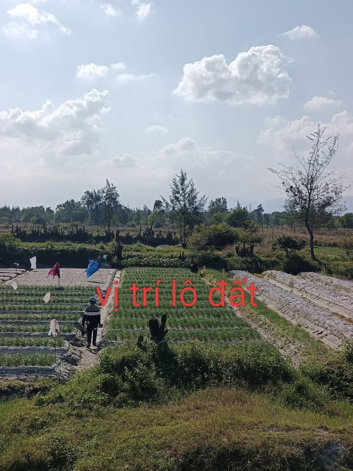 Đất nền huyện Núi Thành 184m² giá 75 triệu - Đầu tư sinh lời ngay!