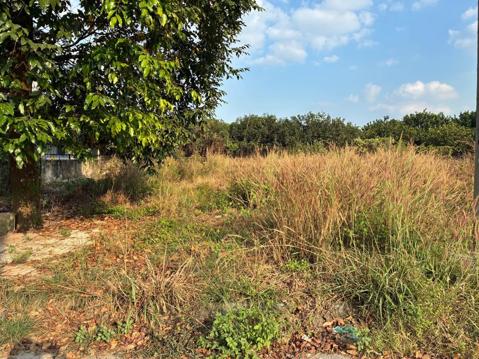 Đất Thổ Cư KDC Lavender, 90m² giá 1.75 tỷ - Cơ hội đầu tư tuyệt vời!