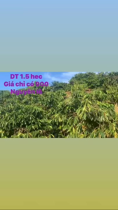 Đất nền 1.5ha tại xã Quảng Phú, huyện Krông Nô, Đắk Nông - Giá 900 triệu, pháp lý rõ ràng!