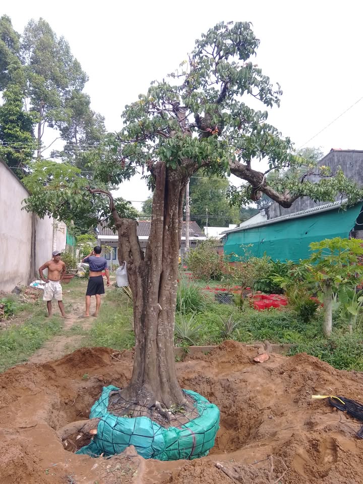 Đất mặt tiền xã Trà Cú 210m² giá chỉ 2xx triệu - Đầu tư sinh lời ngay!