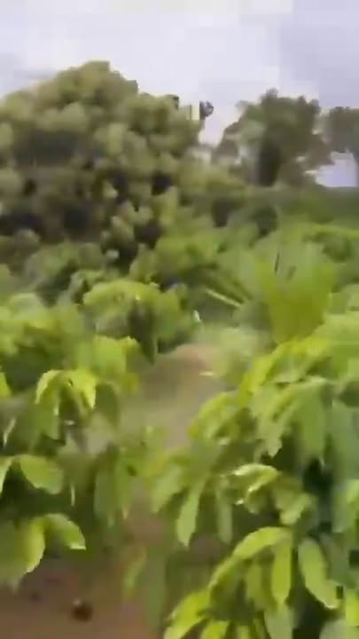 Farm 49,000m² tại xã Ea Ning, huyện Cư Kuin, giá 7.98 tỷ - Cơ hội đầu tư sinh lời!