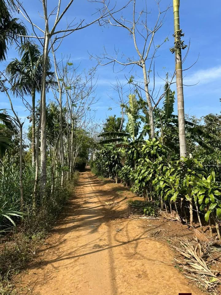 Đất nền buôn Yao, xã Ea Tul 2700m² giá chỉ 1.2 tỷ - Cơ hội đầu tư sinh lời!