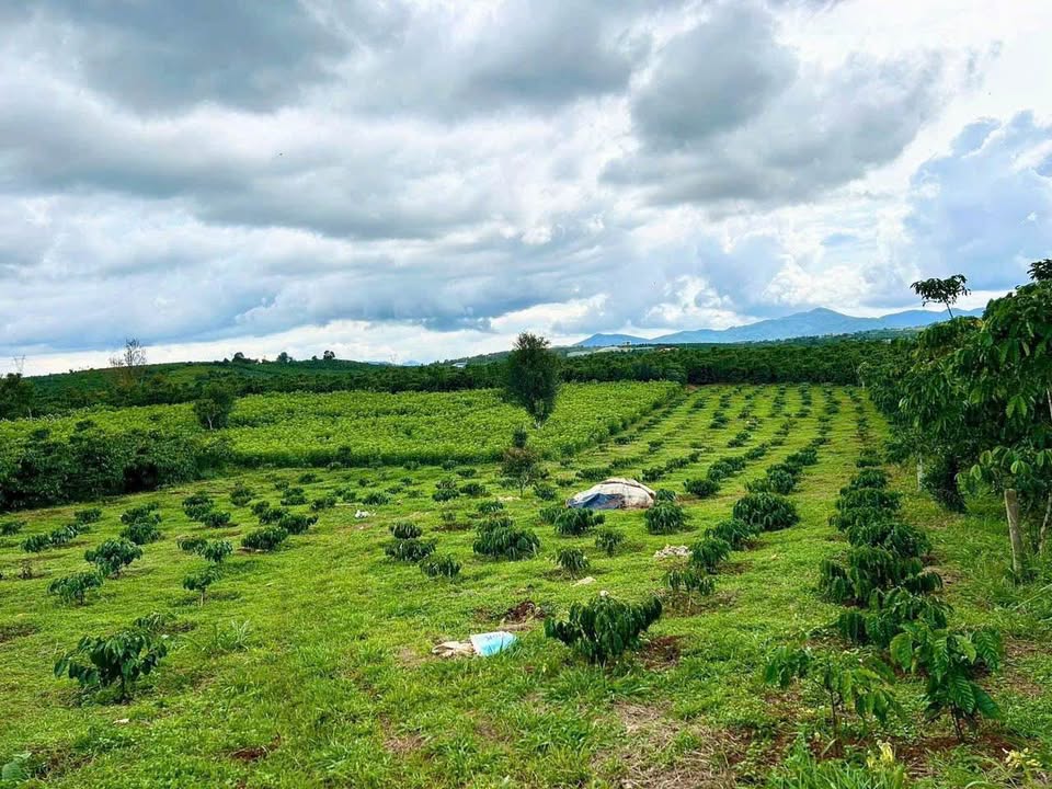 Đất nền 800m² tại hẻm 89 Phùng Hưng, Bảo Lộc - Giá chỉ 1.65 tỷ, bớt lộc!