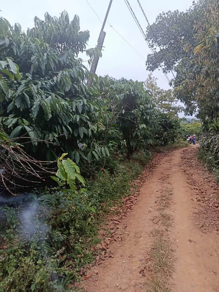 Đất thổ cư Đinh Trang Hòa, Di Linh 9200m² giá 3.4 tỷ - Cơ hội sở hữu lô đất giá rẻ!