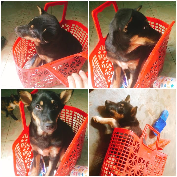 Nhà mặt tiền Trần Phú Buôn Ma Thuột 133m² giá 15 tỷ - Khu kinh doanh sầm uất!