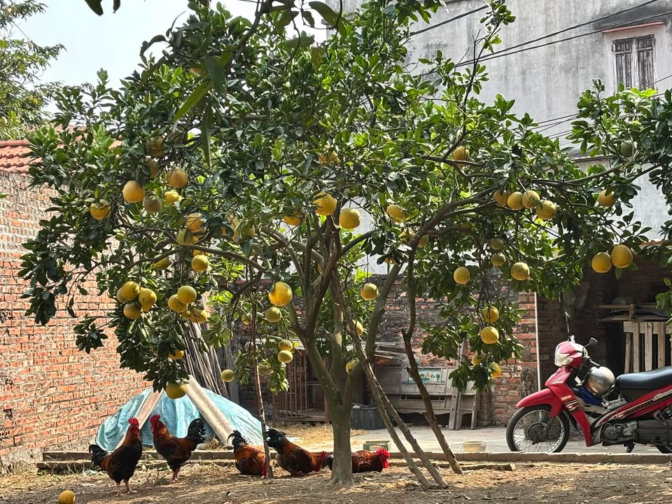 Lô đất dự án Ánh Dương 90m² giá 3 tỷ - Cơ hội đầu tư tuyệt vời!