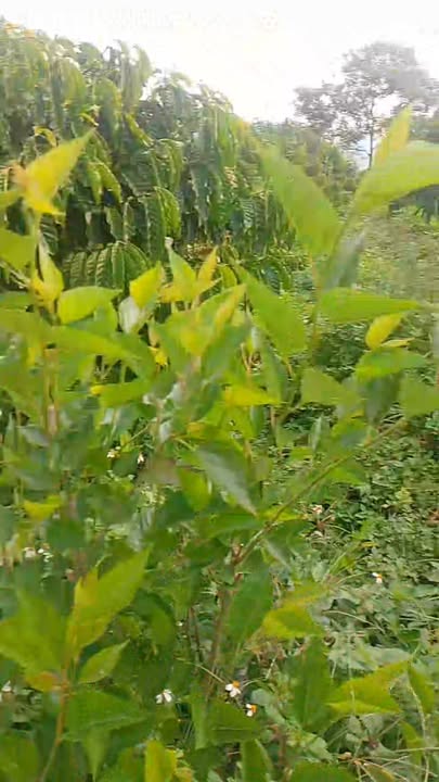 Đất thổ cư 4800m² tại Thôn 2, Tân Lâm giá 800 triệu - Sổ đỏ chính chủ