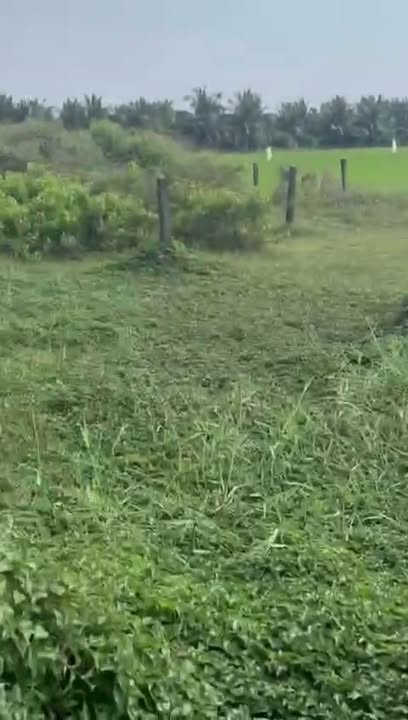 Đất nền 1350m² tại Ấp Hưng Hòa, Đồng Tháp giá chỉ 1.6 tỷ - Khu dân cư đông đúc!