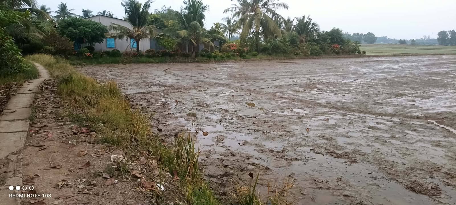 Đất trồng cây hàng năm 1000m² tại Ấp Trà Canh B, Sóc Trăng - Giá chỉ 299 triệu!