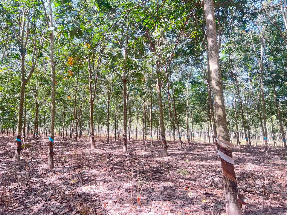 Đất cao su đang thu hoạch Thạnh An 12.000m² giá 1.4 tỷ - Thương lượng ngay!