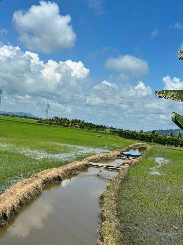 Đất ruộng mặt tiền mương nước Vĩnh Châu 18713 m² giá 190 triệu/công - Cơ hội đầu tư hấp dẫn!