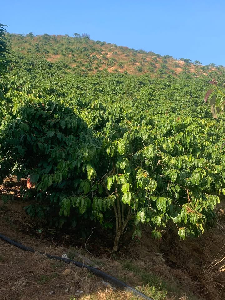 Lô đất thôn 8 Tân Thanh 1,5ha giá 4,5 tỷ - Đầy đủ tiện nghi