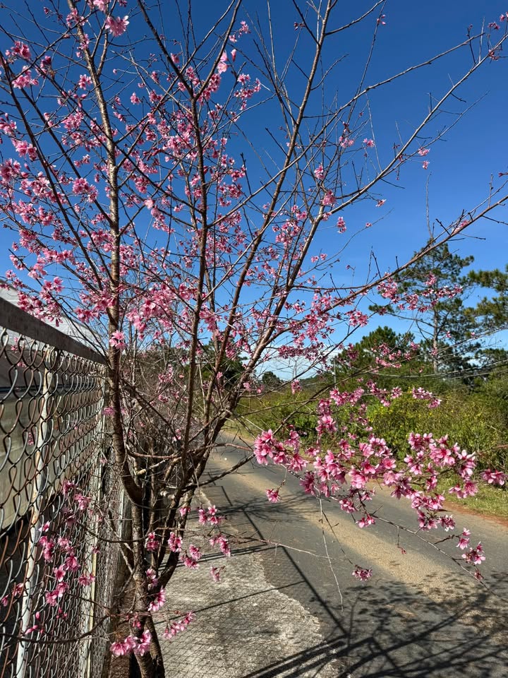 Đất nền 2 mặt tiền Bùi Hữu Nghĩa, phường Bửu Hòa, 78m² giá 4.2 tỷ - Đầu tư sinh lời ngay!