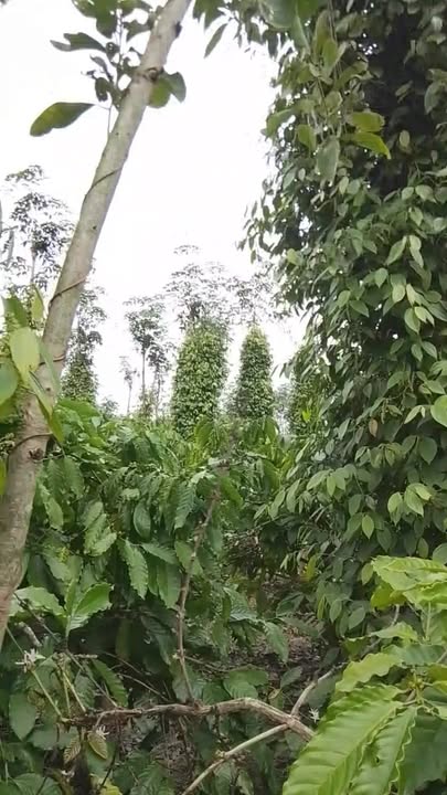 Đất nông nghiệp 1ha tại Xã Ea Dăh, Huyện Krông Năng, Giá 3.5 tỷ - Cơ hội đầu tư tuyệt vời!