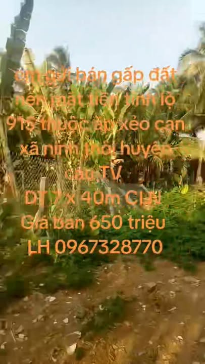 Đất mặt tiền tỉnh lộ 915, Ninh Thới, Cầu Kè, 280m² - Bán gấp chỉ 650 triệu!