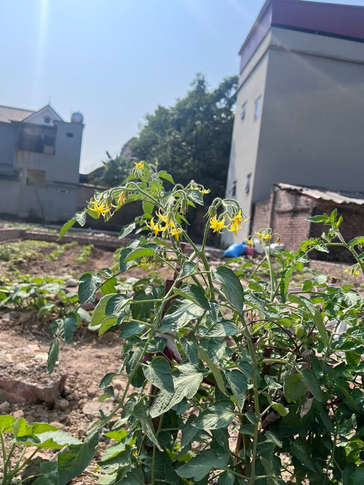 Đất nền đẹp 47m² Làng Hoàng Xá, giá 1.25 tỷ - Đầu tư sinh lời ngay!