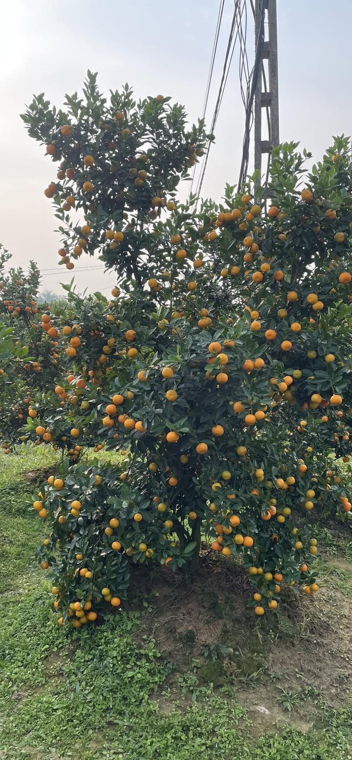 Đất nông nghiệp Phúc Thuận Thái Nguyên 1ha chỉ 4 tỷ - Cơ hội đầu tư tuyệt vời!