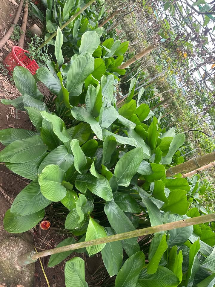 Farm lá dong Nếp 4360m² tại Xã Lộ 25 - Cơ hội đầu tư hấp dẫn!