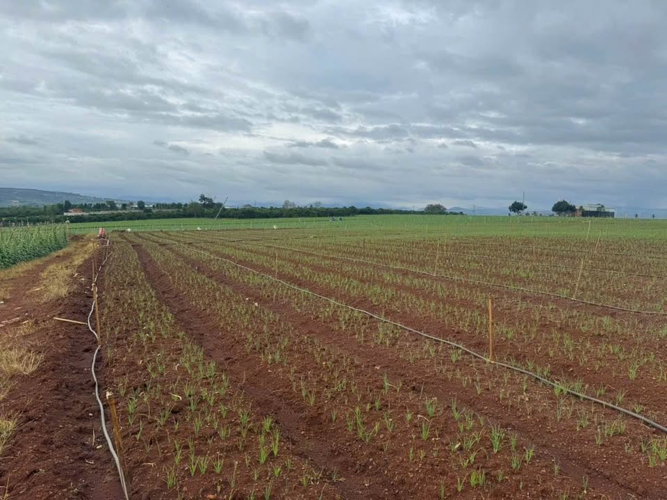 Đất nền 2,8 sào tại Thị trấn Liên Nghĩa, Đức Trọng - Giá chỉ 8.1 tỷ thương lượng!