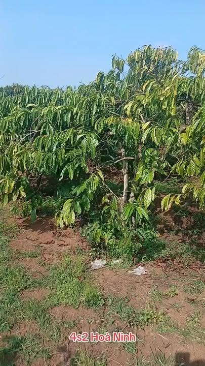 Đất nền 4s2 Hòa Ninh 300m² giá 2.2 tỷ - Cơ hội đầu tư hấp dẫn!