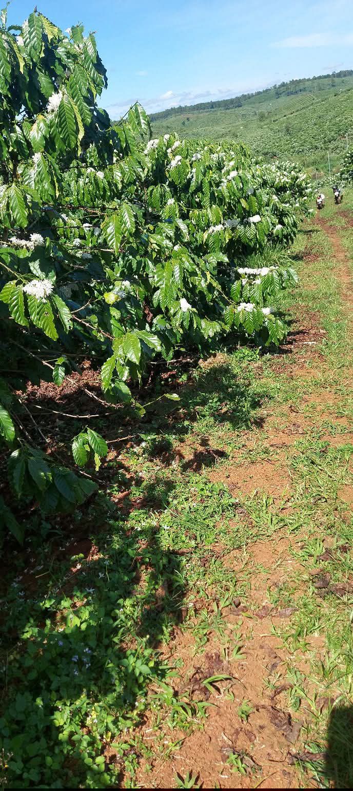 Đất thổ cư 1ha tại Thôn 9, Lộc Ngãi, Bảo Lâm - Sổ đỏ chính chủ, giá thỏa thuận!