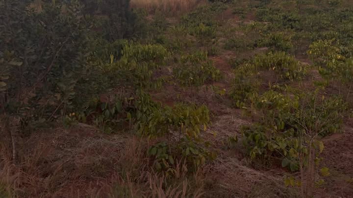 Đất nền 1ha7 tại xã Quảng Trực, huyện Tuy Đức - Giá chỉ 1.1 tỷ VND!