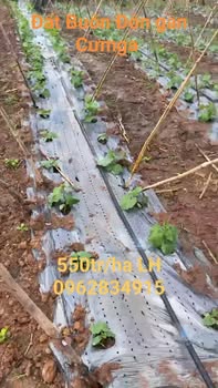 Đất nông nghiệp 5.5ha tại huyện Buôn Đôn - Giá chỉ 550 triệu - Tiềm năng đầu tư sinh lời