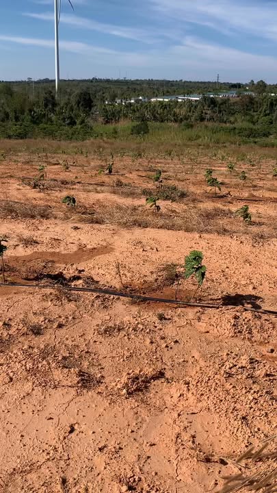 Farm 4.3ha tại Ea Nam, Huyện Ea H'leo, Đắk Lắk - Giá 51.6 tỷ, Đầu tư sinh lời!