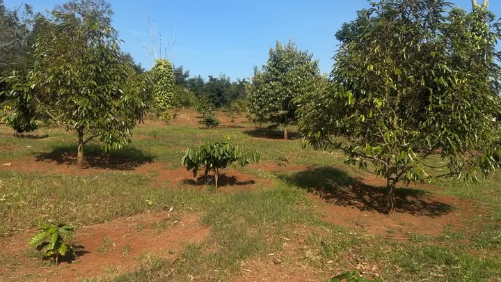 Farm 9800m² tại Thôn 5, Huyện Ea Súp giá 4 tỷ - Tiềm năng đầu tư lớn!