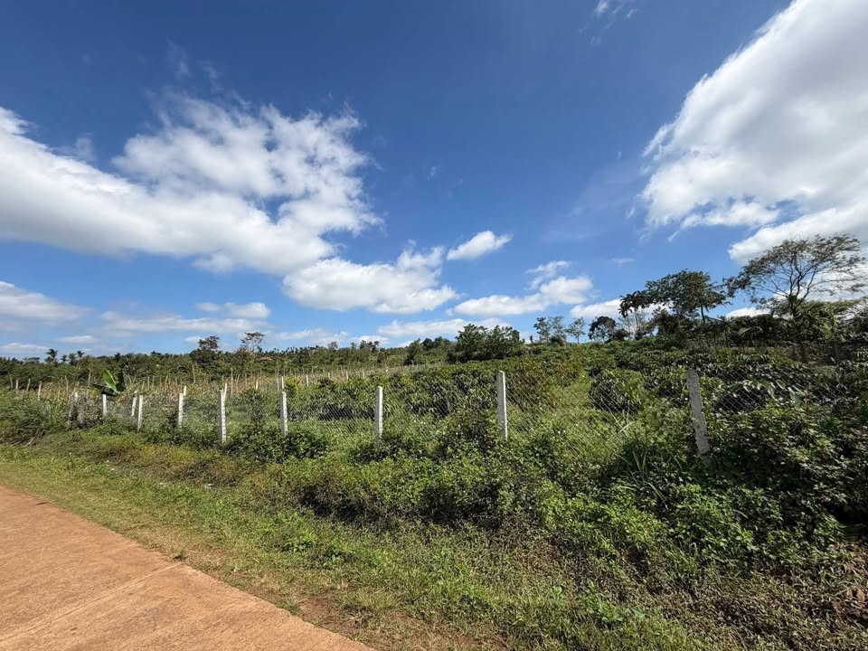 Lô đất thổ cư 1500m² tại thôn 5, Ea Drông giá 2,4 tỷ - View ruộng thoáng mát!