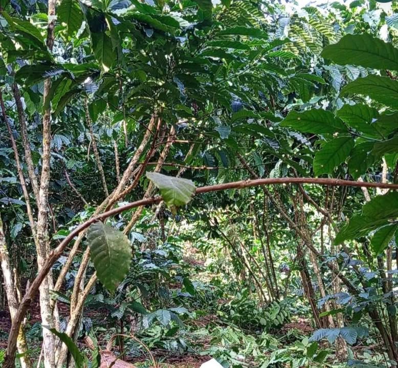 Đất nền Lộc Lâm Bảo Lâm 3600m² giá 1 tỷ - Cơ hội đầu tư tuyệt vời!