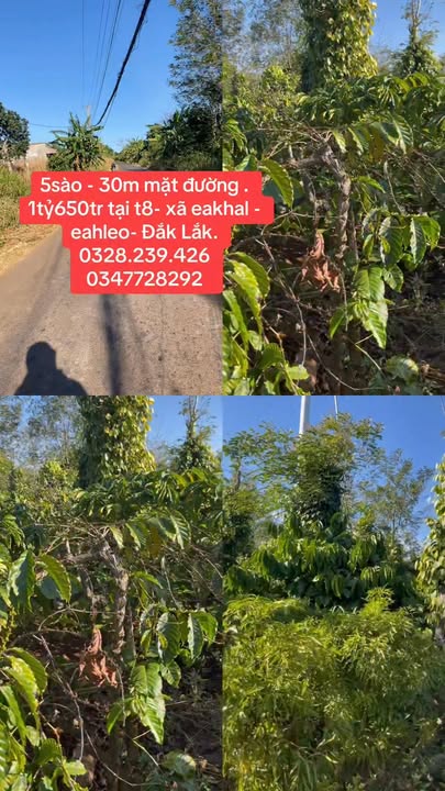 Đất nông nghiệp 5.000m² tại Ea Khal, Đắk Lắk - Giá chỉ 1.65 tỷ, sổ đỏ chính chủ!