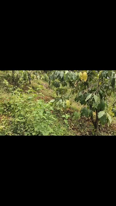 Đất nền Lộc Bắc Bảo Lâm 1.5ha giá 52.5 tỷ - Cơ hội đầu tư sinh lời!