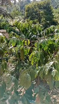 Đất Farm 1,4ha tại Liên Đầm, Di Linh - Giá 240 triệu/sào, Tiềm năng phát triển cao!