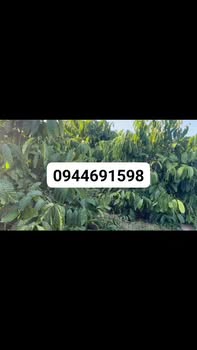 Đất nông nghiệp 8.500m² tại xã Ea Khal - Giá chỉ 2.199 tỷ - Tiềm năng lớn cho đầu tư!