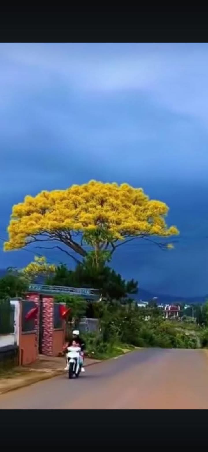 Nhà cấp 4 Phường 2, Bảo Lộc 200m² giá 4.7 tỷ - Vị trí thuận lợi, ô tô vào tận nơi!