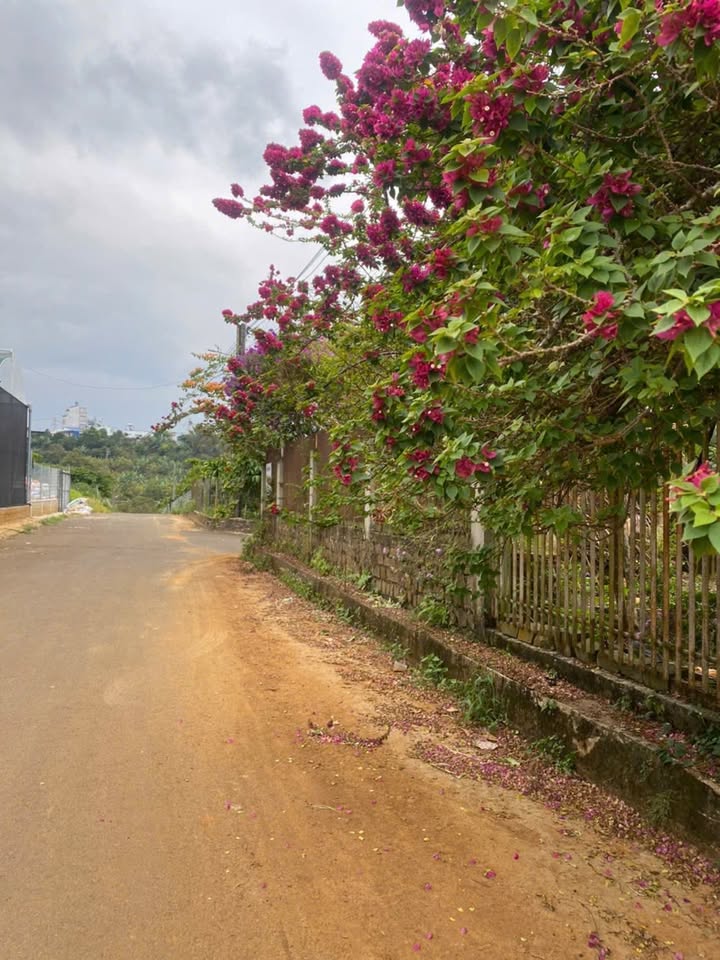 Đất nền Bảo Lộc 5000m² giá thỏa thuận - Đầu tư sinh lời hấp dẫn!