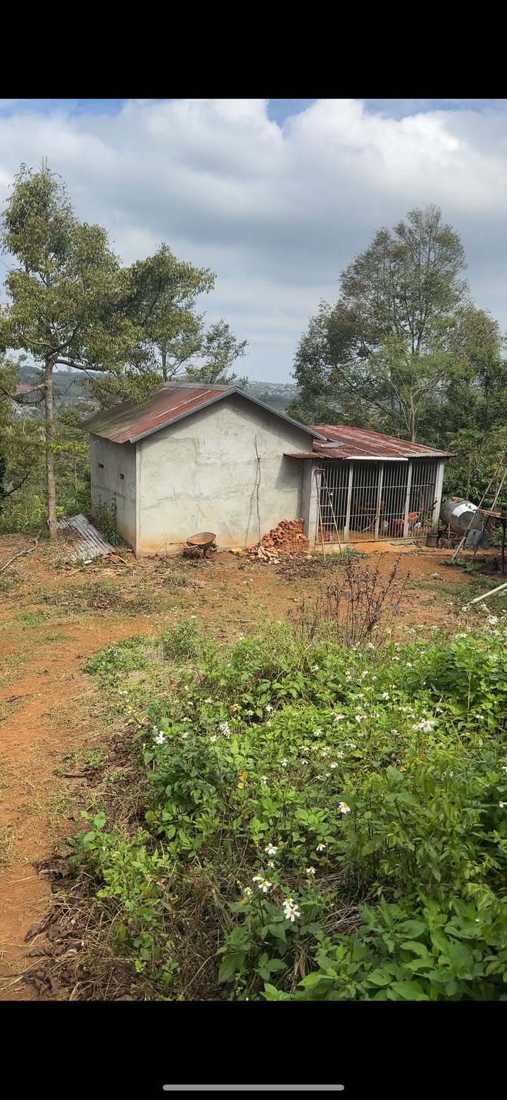 Farm 3 hecta tại Đức Minh, Đắk Mil giá 8.3 tỷ - Đất triền dễ làm, gần dân!