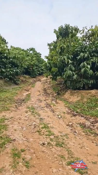 Đất rẫy N'Thol Hạ, Đức Trọng 19.000m² giá 2.9 tỷ - Cơ hội đầu tư tuyệt vời!