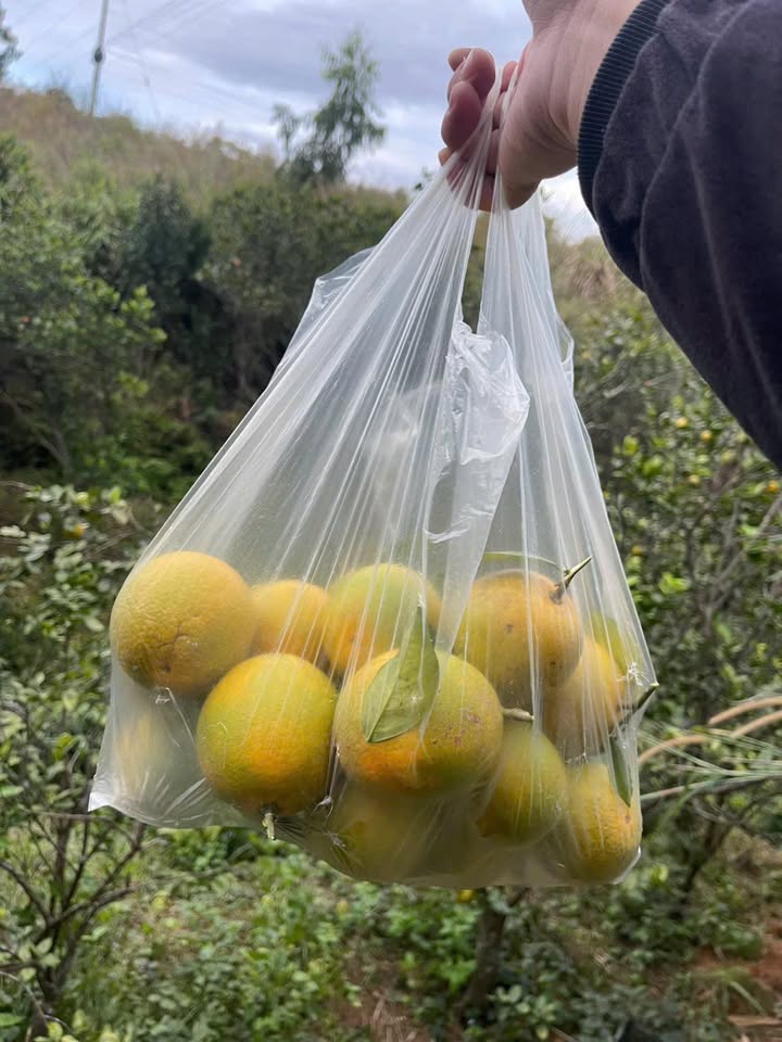 Đất nền Sơn Dương - Hạ Long 400m² giá chỉ 2.6 tỷ - Cơ hội đầu tư tuyệt vời!