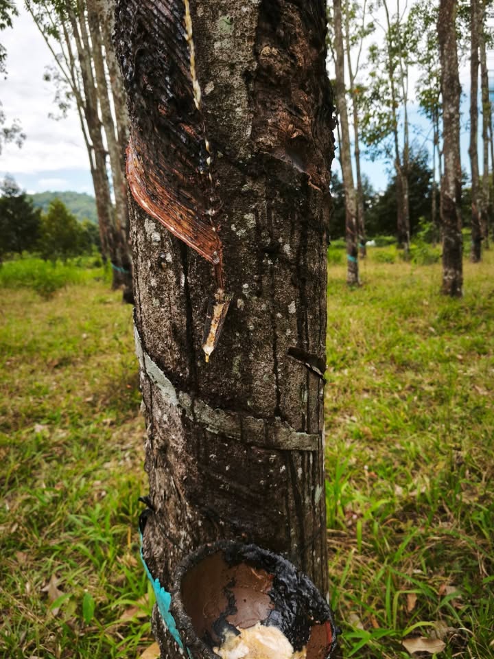 Đất nền Nam Cát Tiên, Tân Phú 16,000m² giá 3.5 tỷ - Đất đẹp, sổ hồng chính chủ!
