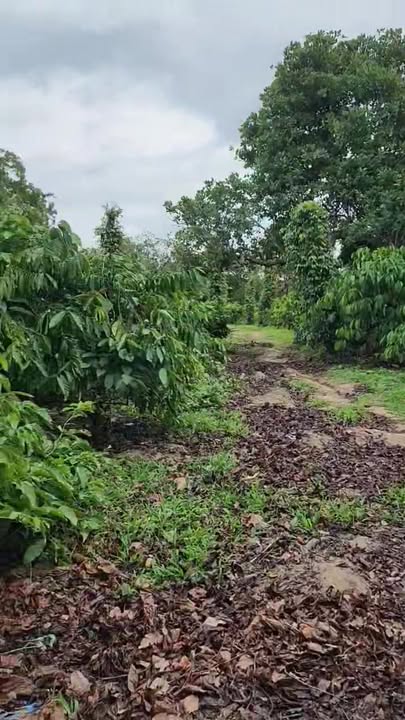 Farm 1ha Tân Hòa Buôn Đôn giá 10.5 tỷ - Đường ô tô vào tận nơi!