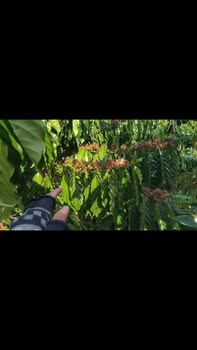 Farm Đắk Nông 3600m² giá 2.3 tỷ - Đầu tư lý tưởng với sổ hồng chính chủ!