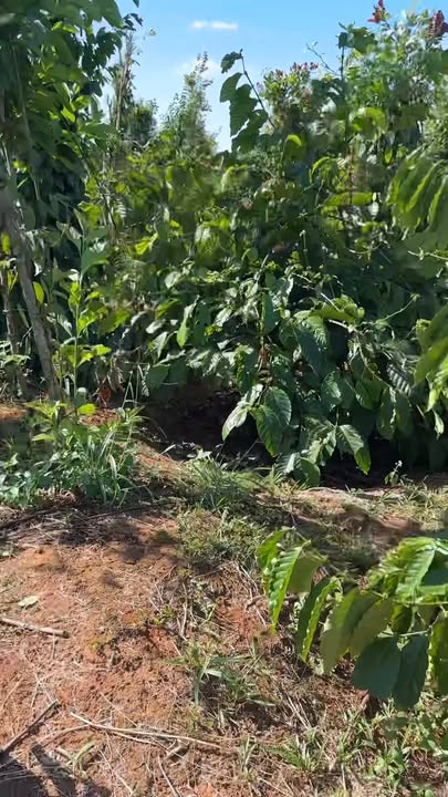 Đất nông nghiệp 1,1ha tại xã Ia Pếch, Gia Lai - Giá 2,8 tỷ, điện nước đầy đủ!