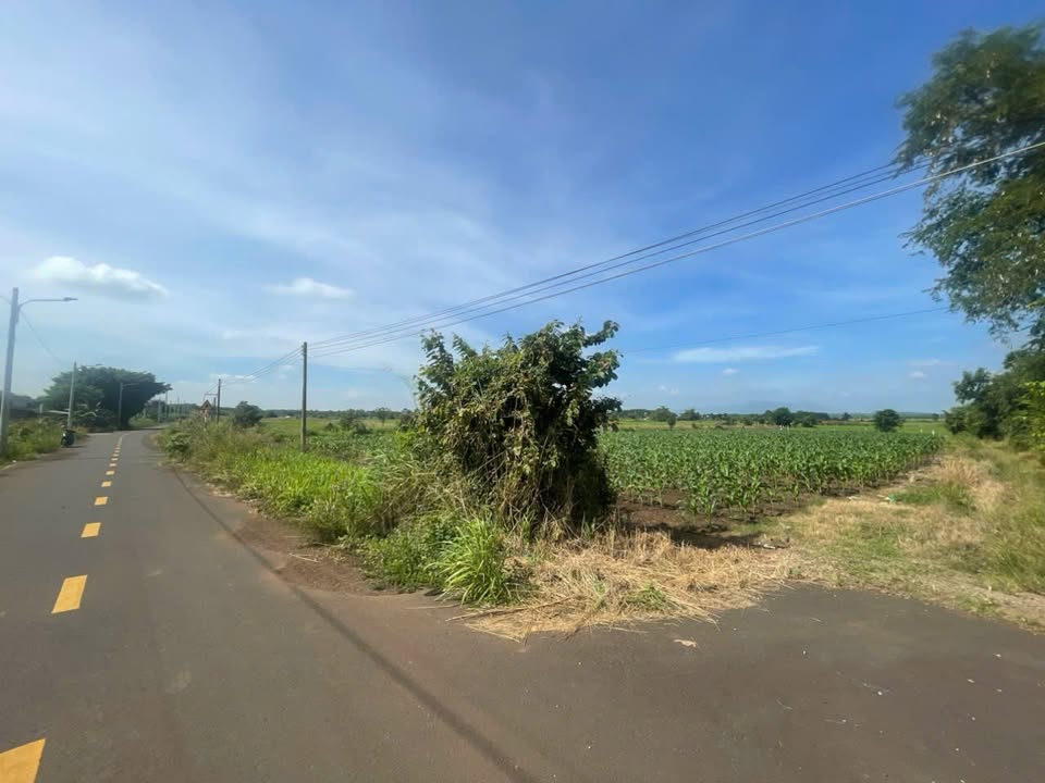 Đất nền Thị trấn Đất Đỏ 2365m² giá 7.5 tỷ - Sổ hồng chính chủ, đầu tư tiềm năng!