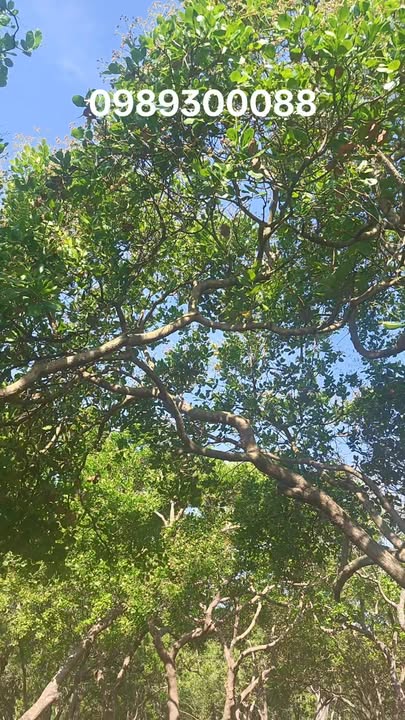 Đất Farm 5 sào tại Xã Bình Minh, Huyện Bù Đăng - Sổ đỏ chính chủ, giá thỏa thuận!