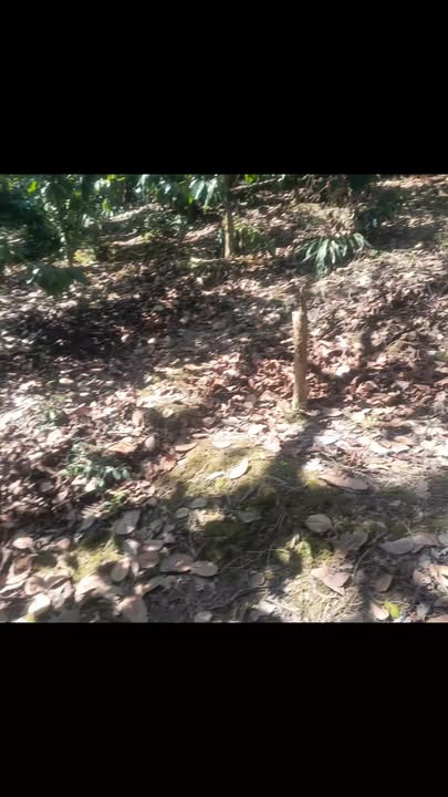 Đất nền 1.25ha tại Đức Liễu, Bù Đăng - Giá chỉ 1.5 tỷ, đầu tư sinh lời!