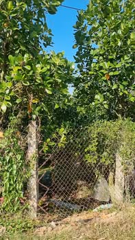 Đất mặt tiền đường 868, Phường 3, Thị xã Cai Lậy, Tiền Giang 1666m² - Giá tốt, thương lượng chính chủ!